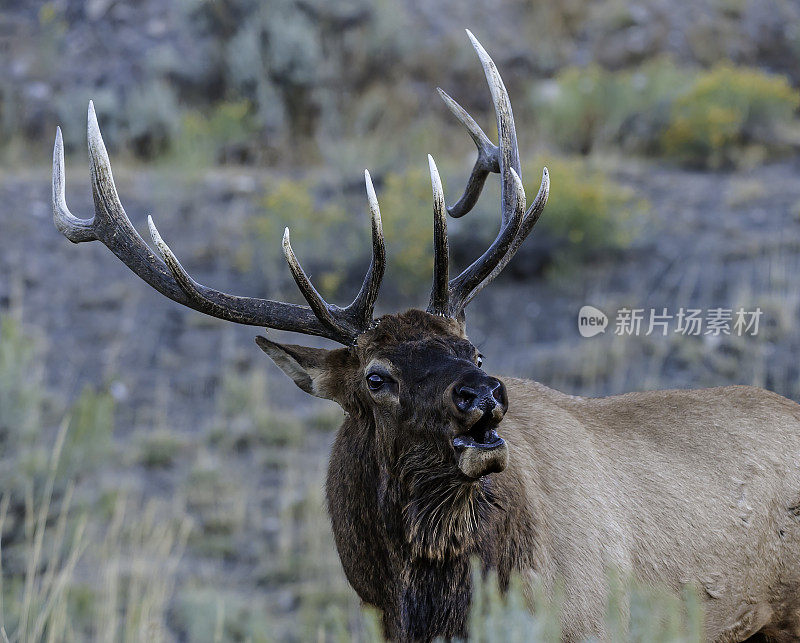 雄性落基山麋鹿(Cervus canadensis nelsoni)是在落基山和黄石国家公园发现的麋鹿的一个亚种。在有鹿角的秋天和发情期。